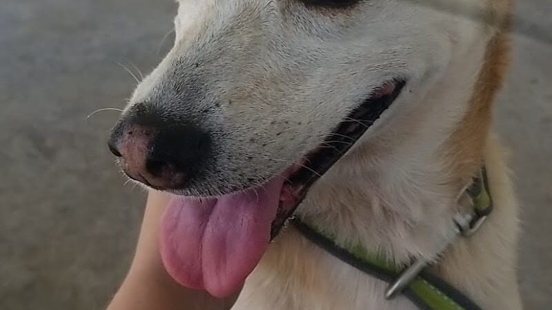 Ada Dog Park - Ada, OK