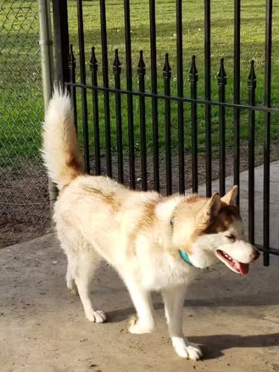 Ada Dog Park - Ada, OK