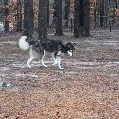 Adamsville Bark Park - Adamsville, AL