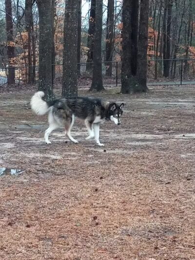 Adamsville Bark Park - Adamsville, AL