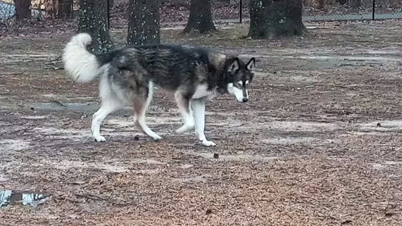 Adamsville Bark Park - Adamsville, AL