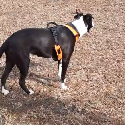 Adamsville Bark Park - Adamsville, AL