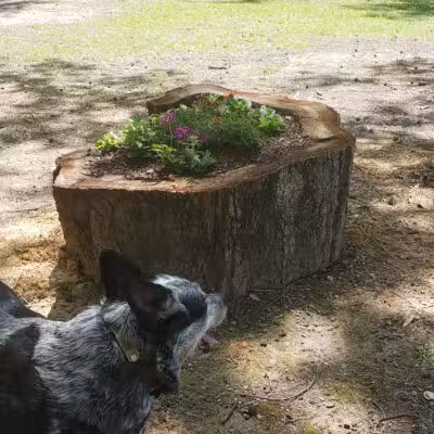 Adamsville Bark Park - Adamsville, AL