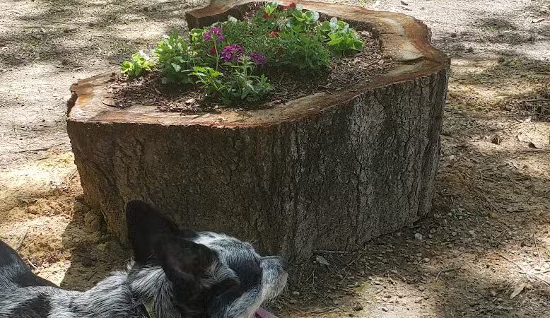 Adamsville Bark Park - Adamsville, AL