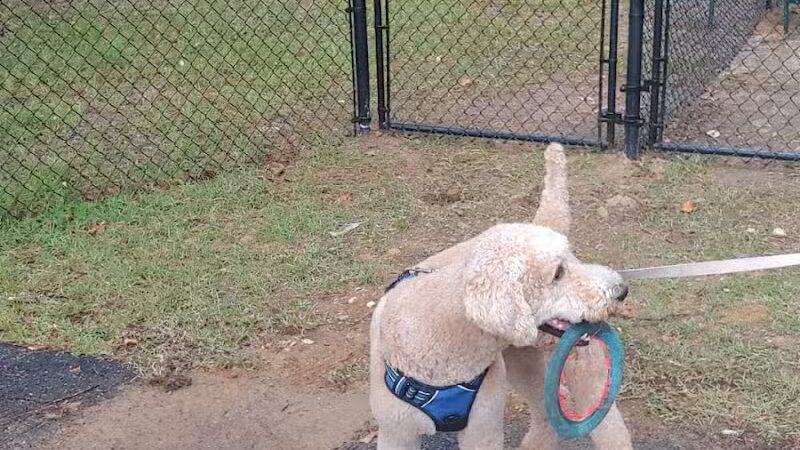 Adamsville Bark Park - Adamsville, AL