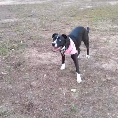 Adamsville Bark Park - Adamsville, AL