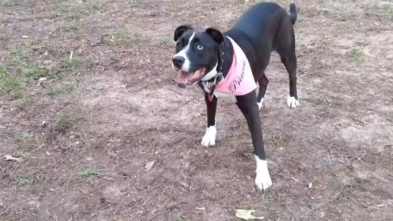 Adamsville Bark Park - Adamsville, AL