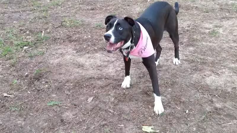 Adamsville Bark Park - Adamsville, AL