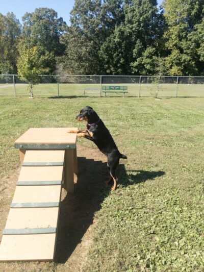 Albemarle Parks & Recreation Dog Park