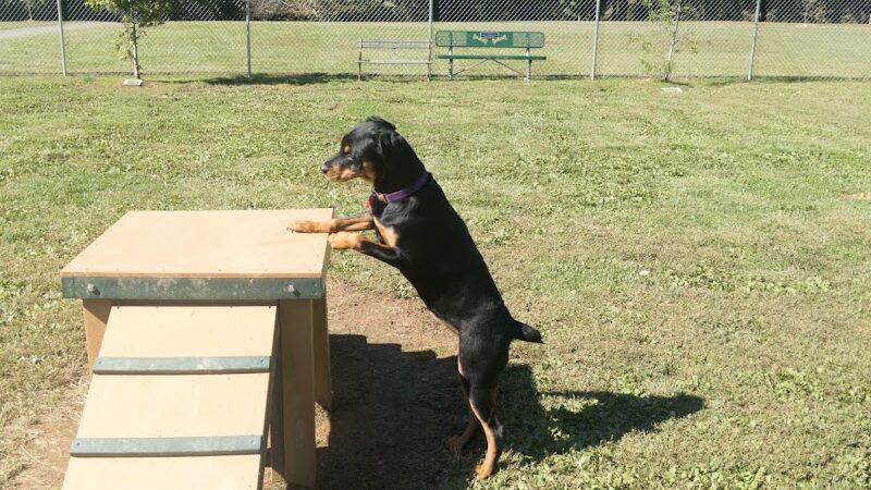 Albemarle Parks & Recreation Dog Park