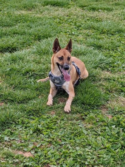 Albemarle Parks & Recreation Dog Park