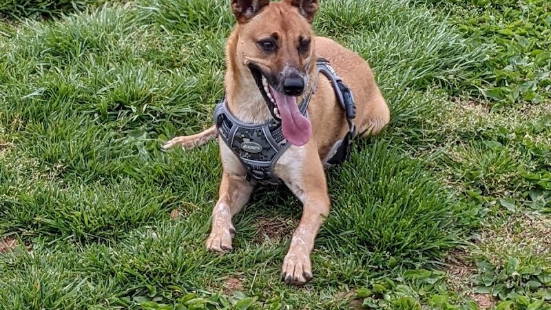 Albemarle Parks & Recreation Dog Park