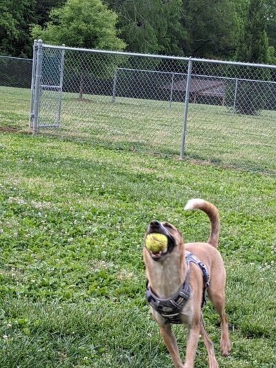 Albemarle Parks & Recreation Dog Park