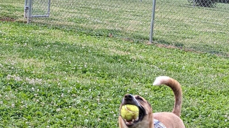 Albemarle Parks & Recreation Dog Park