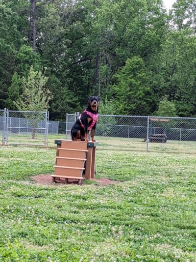 Albemarle Parks & Recreation Dog Park