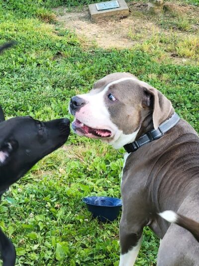 Albemarle Parks & Recreation Dog Park