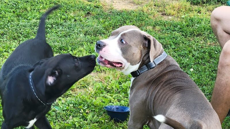 Albemarle Parks & Recreation Dog Park