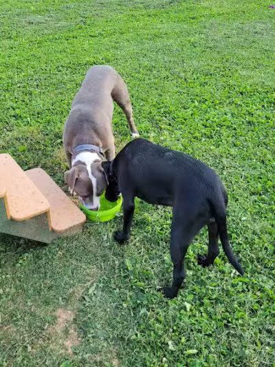 Albemarle Parks & Recreation Dog Park