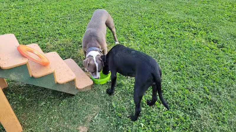Albemarle Parks & Recreation Dog Park