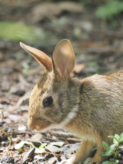 Clark Botanic Gardens - Albertson, NY
