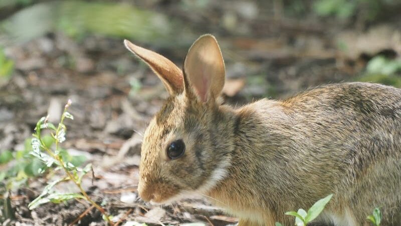 Clark Botanic Gardens - Albertson, NY