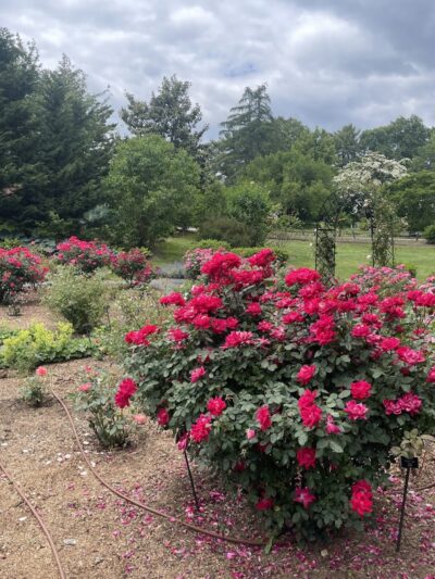 Clark Botanic Gardens - Albertson, NY