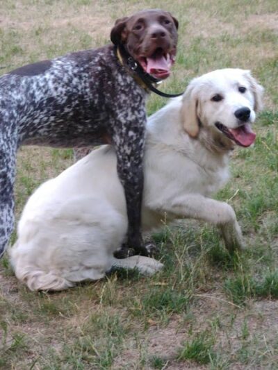 Pooch Playland - Alexandria, MN