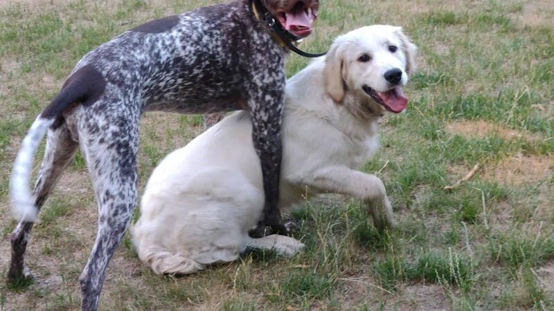 Pooch Playland - Alexandria, MN