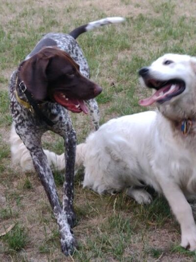 Pooch Playland - Alexandria, MN