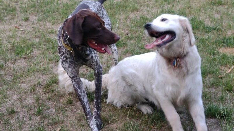 Pooch Playland - Alexandria, MN