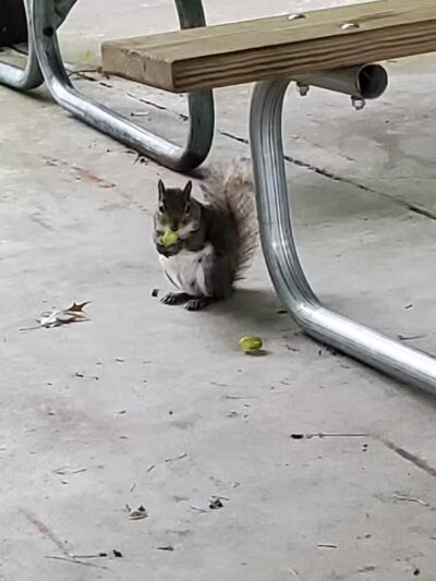 Schmidt Park - Altamont, IL