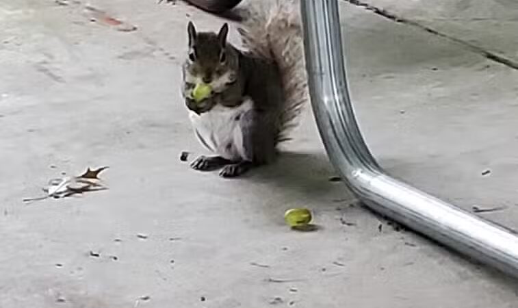 Schmidt Park - Altamont, IL