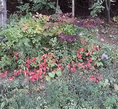 Wolf Creek Falls Preserve - Altamont, NY