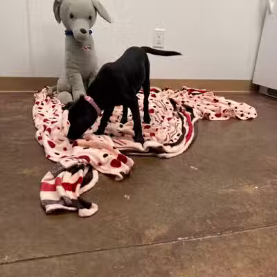 City of Alvarado's Animal Control - Alvarado, TX