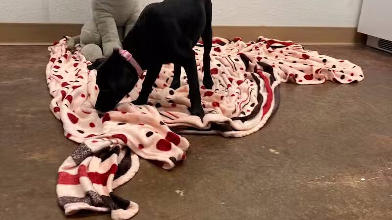 City of Alvarado's Animal Control - Alvarado, TX