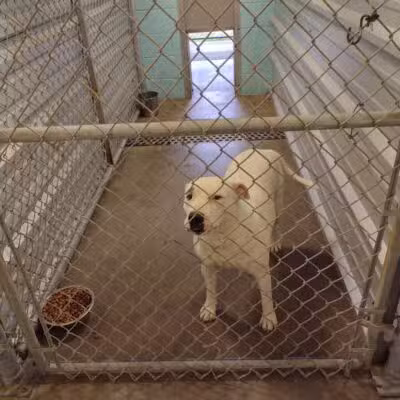 City of Alvarado's Animal Control - Alvarado, TX
