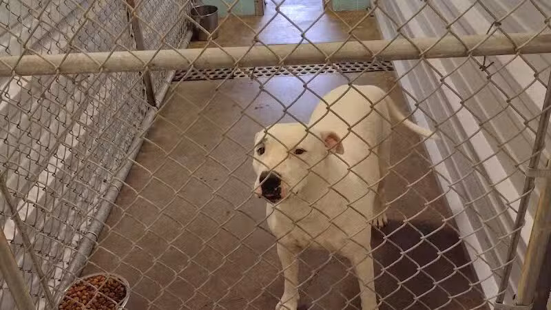 City of Alvarado's Animal Control - Alvarado, TX