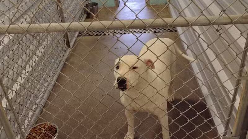 City of Alvarado's Animal Control - Alvarado, TX