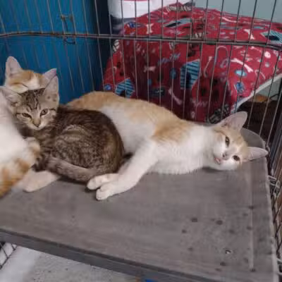 City of Alvarado's Animal Control - Alvarado, TX