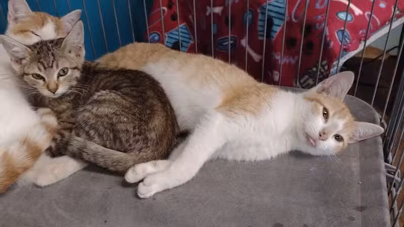 City of Alvarado's Animal Control - Alvarado, TX