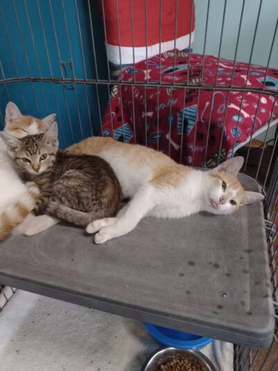 City of Alvarado's Animal Control - Alvarado, TX