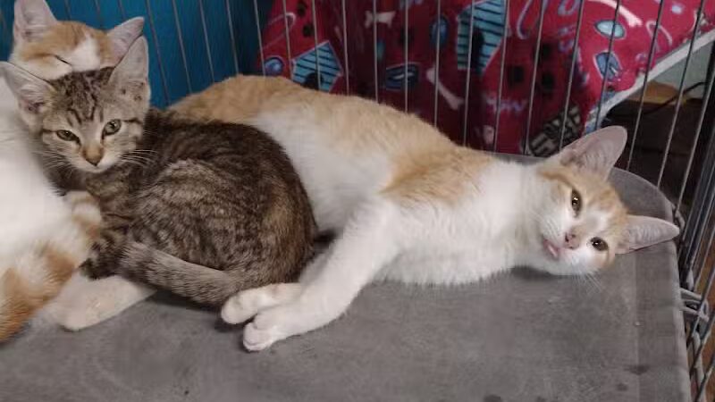 City of Alvarado's Animal Control - Alvarado, TX