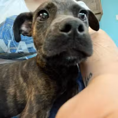 City of Alvarado's Animal Control - Alvarado, TX