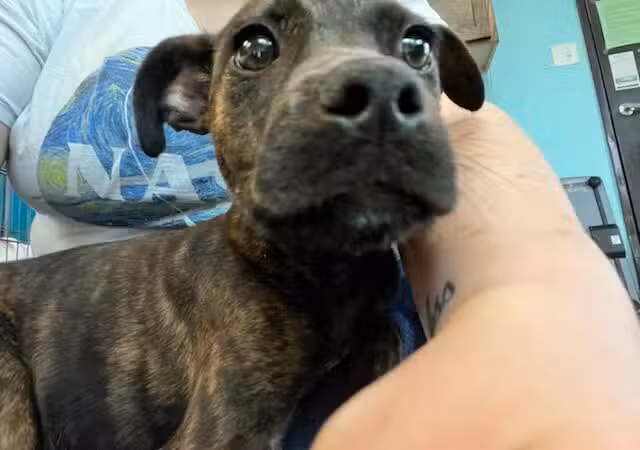 City of Alvarado's Animal Control - Alvarado, TX