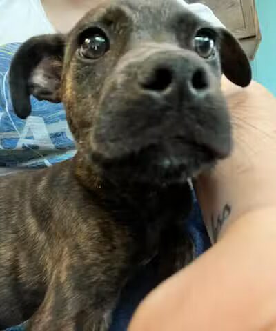 City of Alvarado's Animal Control - Alvarado, TX