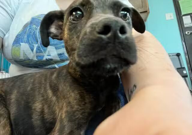 City of Alvarado's Animal Control - Alvarado, TX