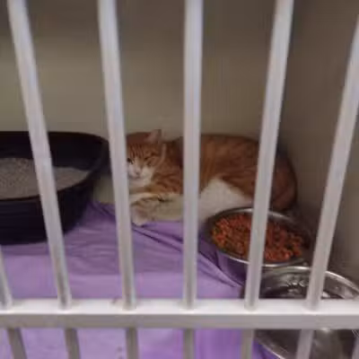 City of Alvarado's Animal Control - Alvarado, TX