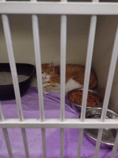 City of Alvarado's Animal Control - Alvarado, TX