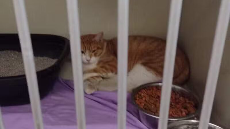 City of Alvarado's Animal Control - Alvarado, TX