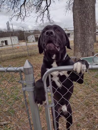 City of Alvarado's Animal Control - Alvarado, TX